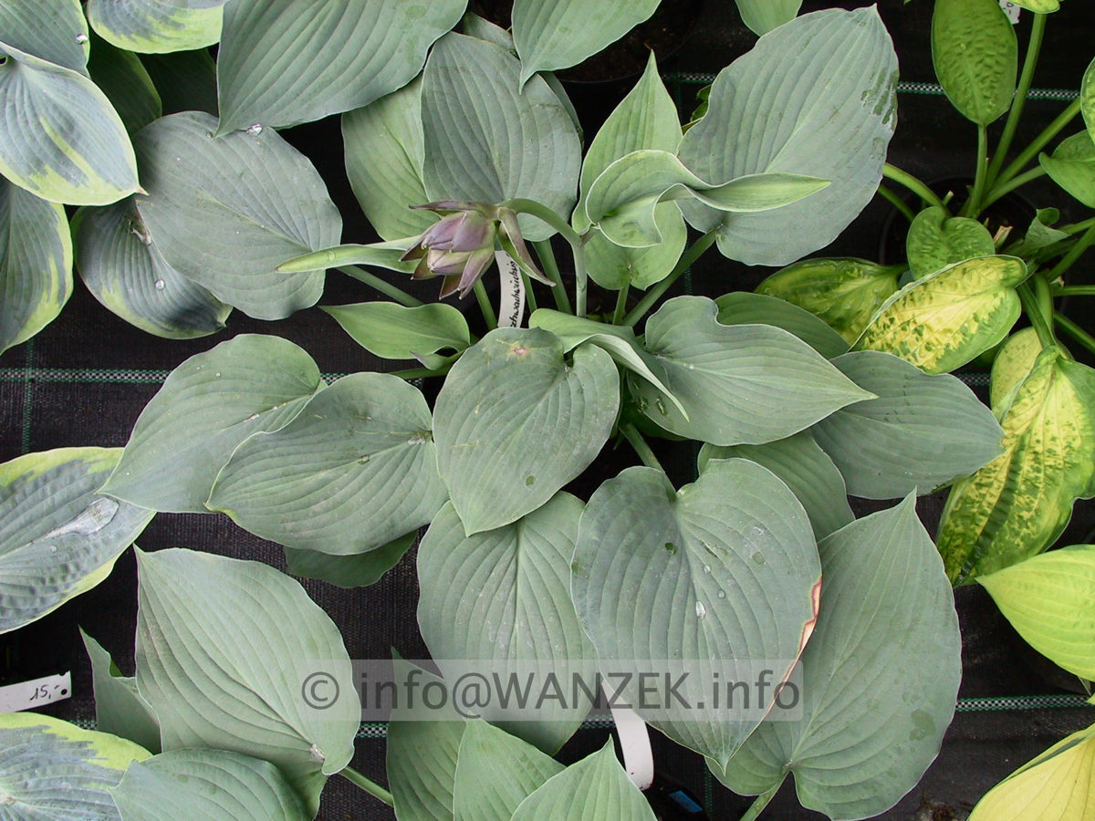 Hosta nakaiana Blue Boy 03.jpg